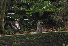 Sacred Monkey Forest Sanctuary